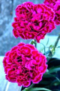 Pink-and-red Carnations photo
