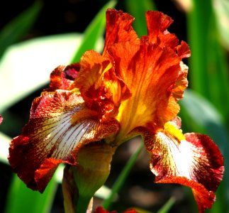 Red-and-white Bearded Iris