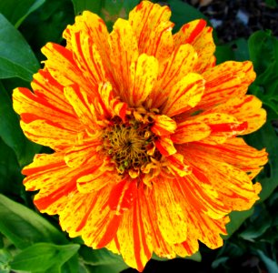 Red And Yellow Striped Dahlia photo