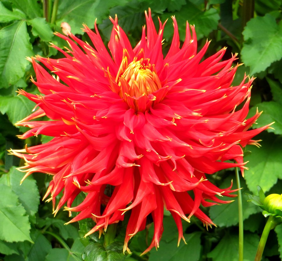 Red Double Cactus Dahlia