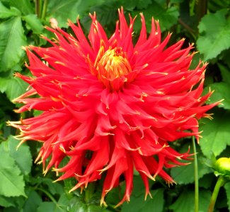 Red Double Cactus Dahlia