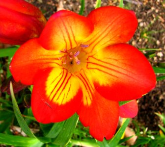 Orange-and-yellow Freesia photo