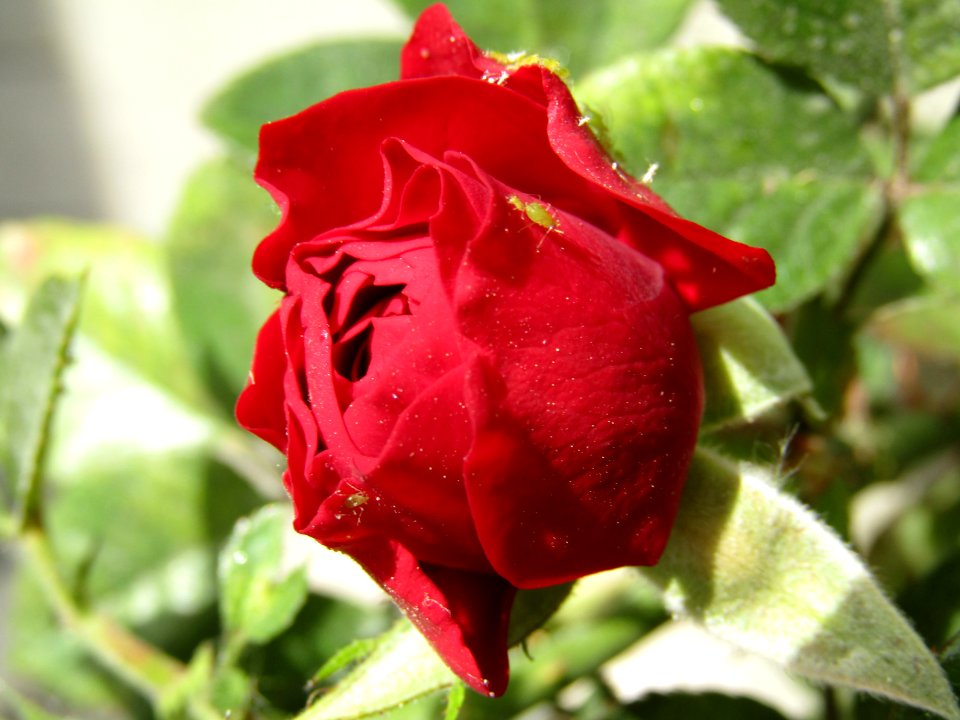 Botn Rojo Con Pulgnes