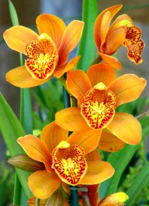 Orange Orchids With Speckled Beards photo