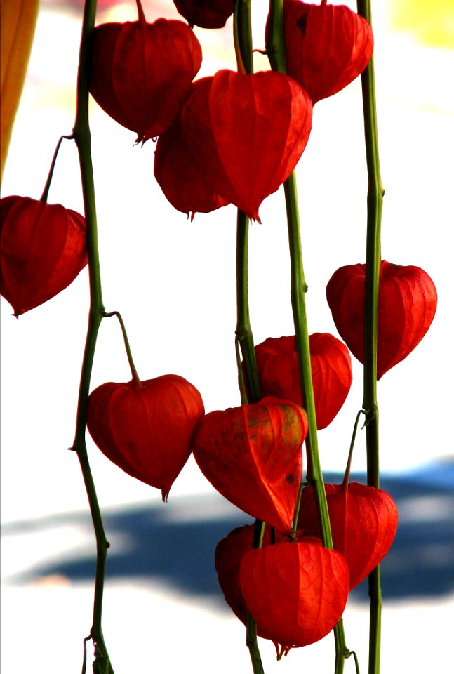 Chinese Lanterns