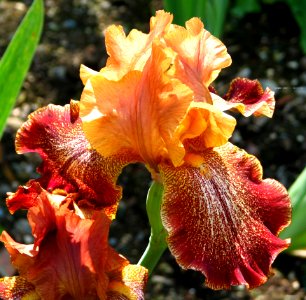 Red And Orange Bearded Iris