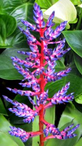 Pink-and-blue With Red Stem