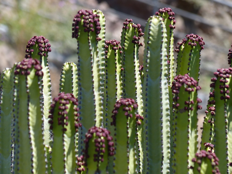 Spurge euphorbia spurge family