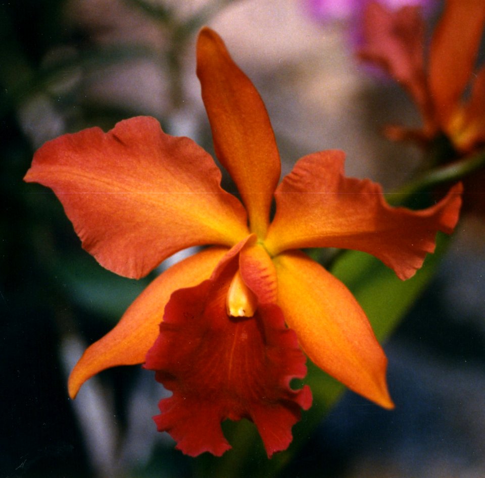 Orange-red Cattleya Orchid