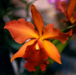 Orange-red Cattleya Orchid