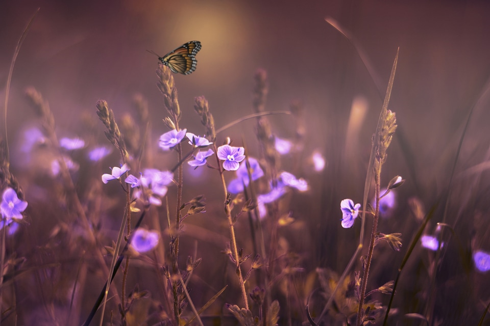 Violet purple gardens
