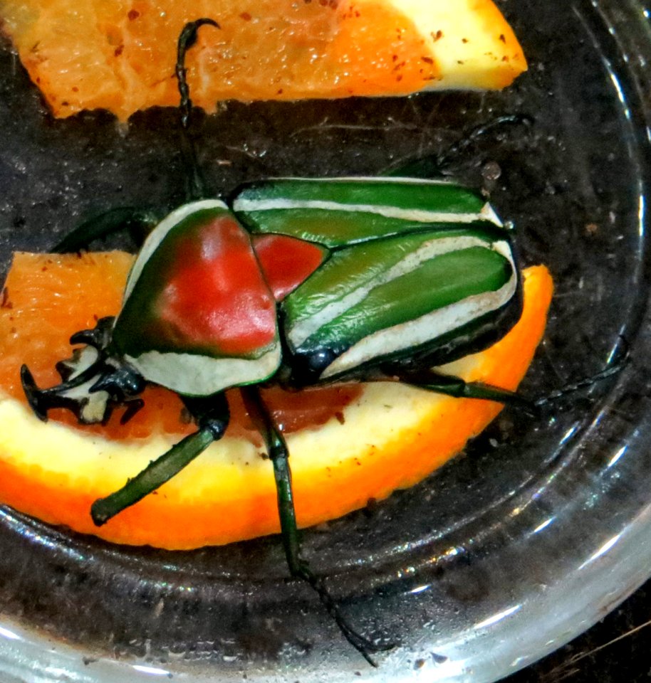 Red And Green Beetle
