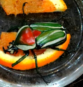 Red And Green Beetle