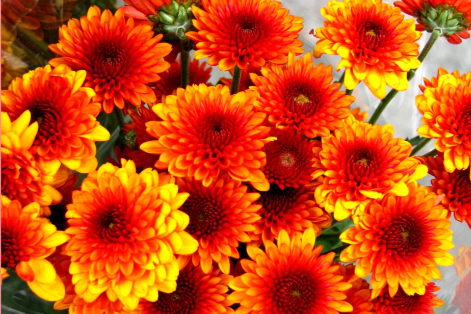 Red-and-yellow Chrysanthemums 1