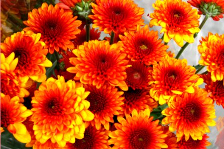 Red-and-yellow Chrysanthemums 1 photo
