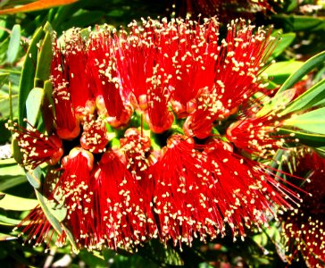 Bottle Brush