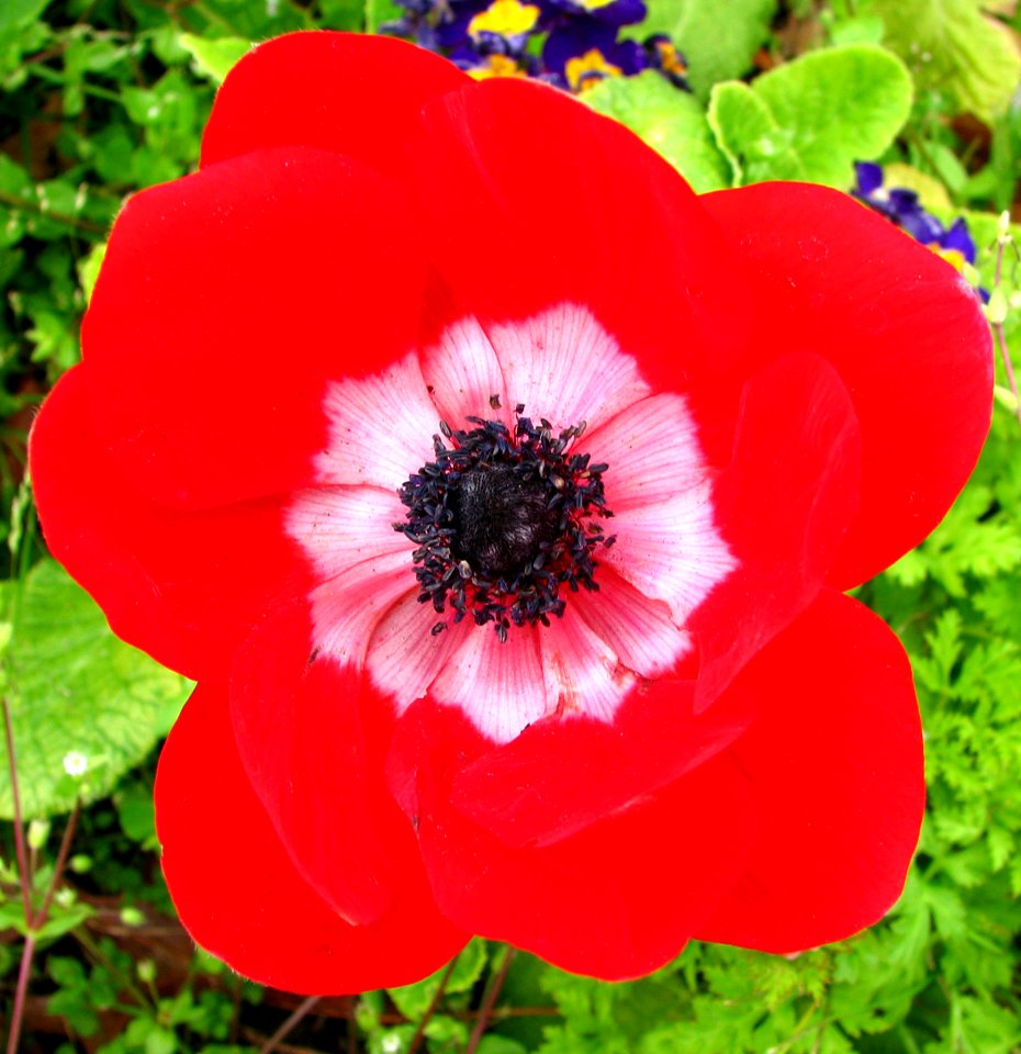 Red And White Anemone 2