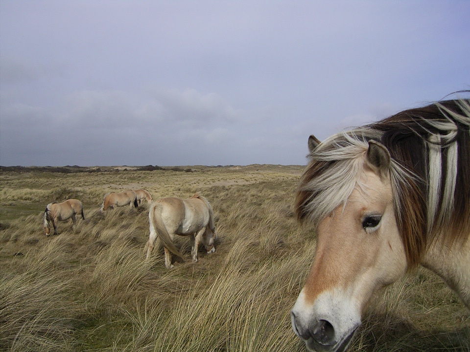 Farm norway pasture