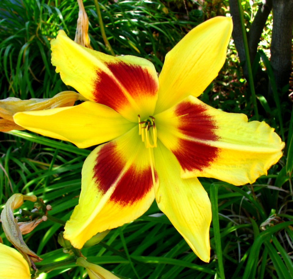 Red-and-yellow Daylily