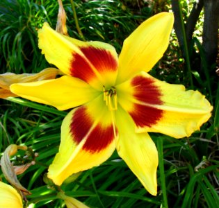 Red-and-yellow Daylily