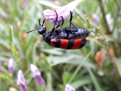 Red And Black Beetle
