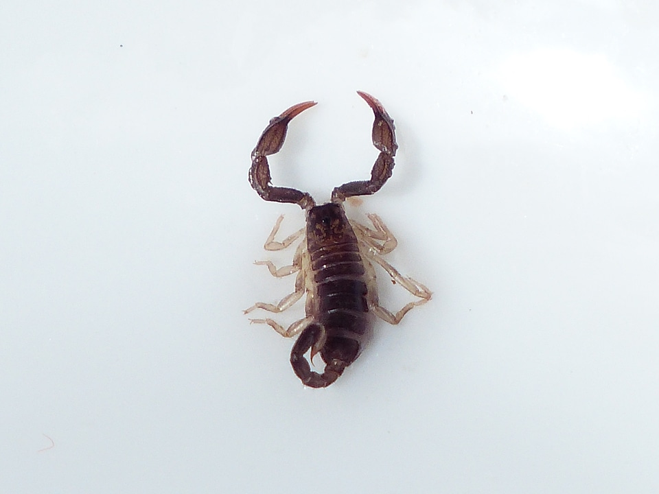 Toxic euscorpius italicus chactidae