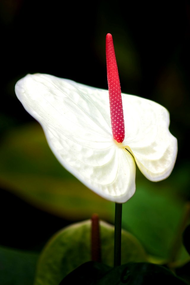 White Anthurium