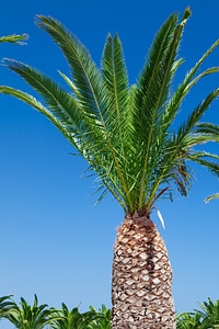 Tree palm nature