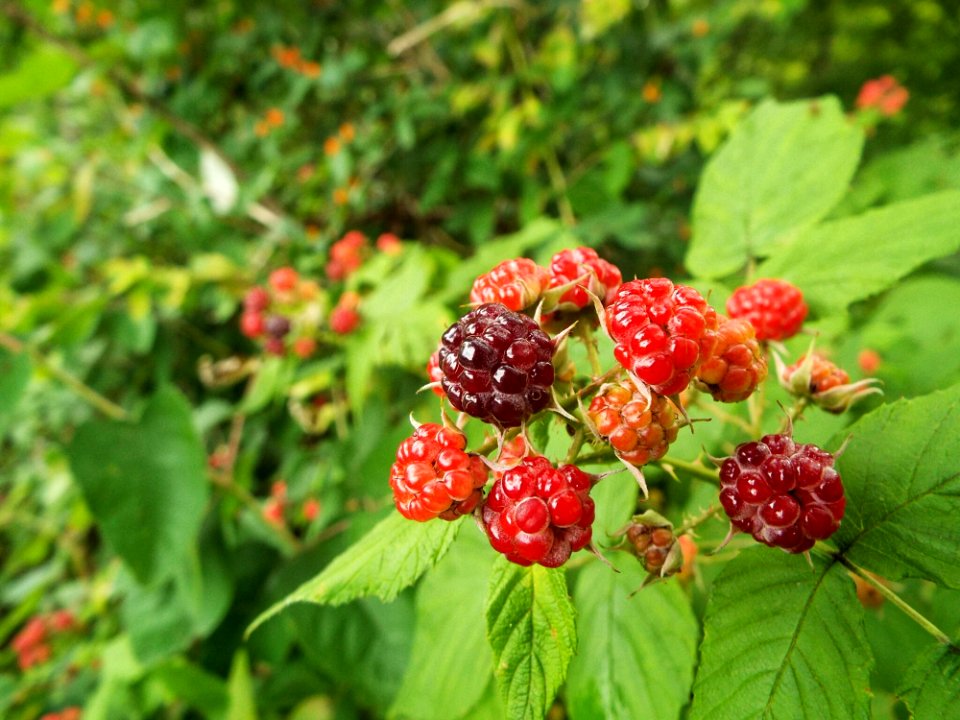 Red Ripening Black Raspberries