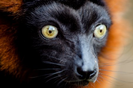 Red Ruffed Lemur