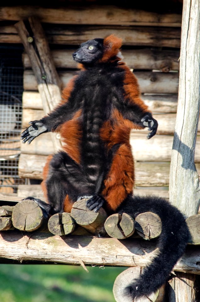Red Ruffed Lemur