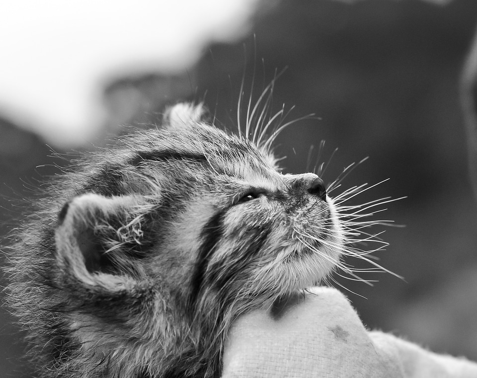 Kitty cute pet