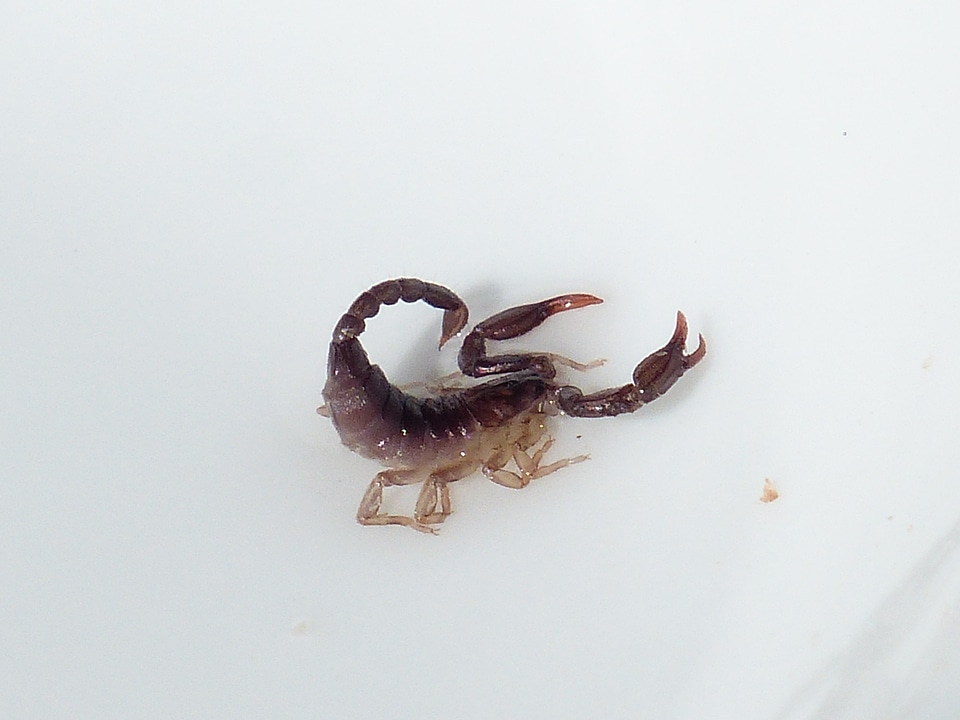Toxic euscorpius italicus chactidae