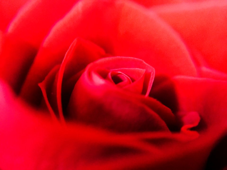 Close-up Of Red Rose