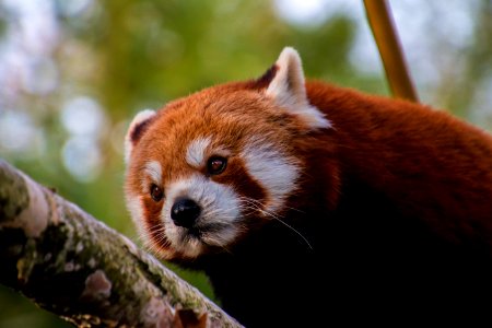 Panda On A Tree photo