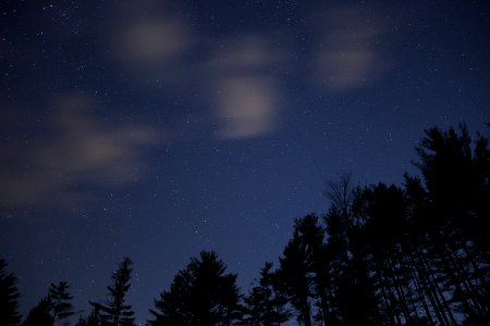 Silhouette Of Trees During Night Time photo