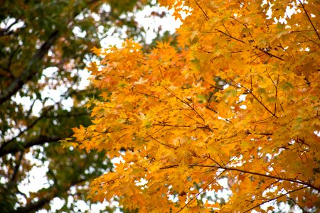 Fall Leaves On Tree photo