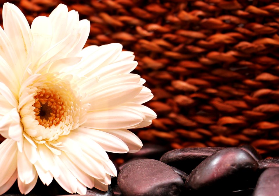 White Flower With Stones