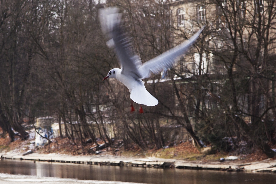 River flight wing beat