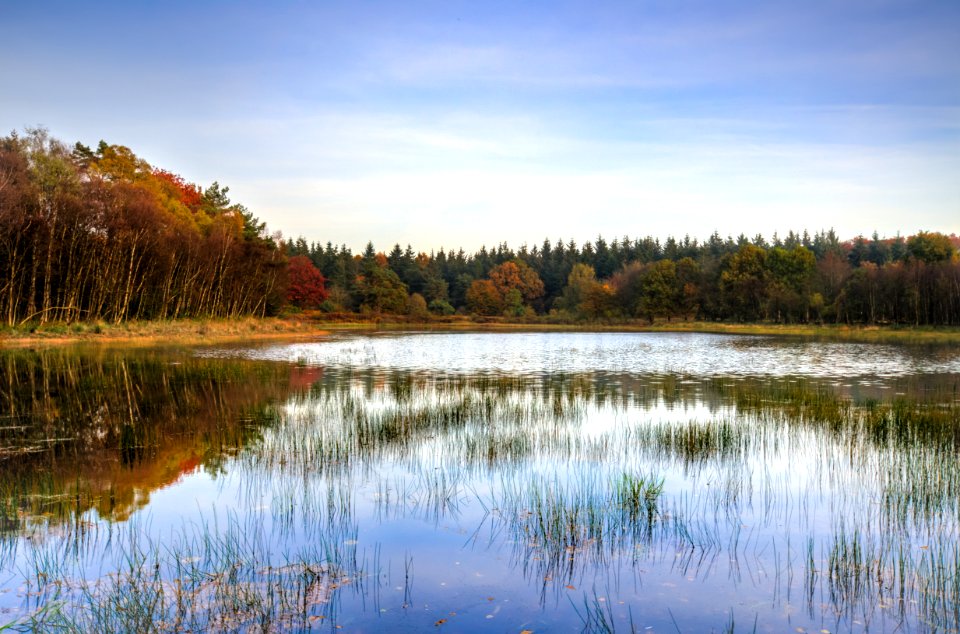 Shallow Lake And Surrounding Forest