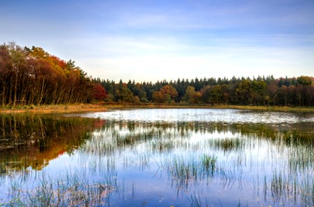 Shallow Lake And Surrounding Forest photo