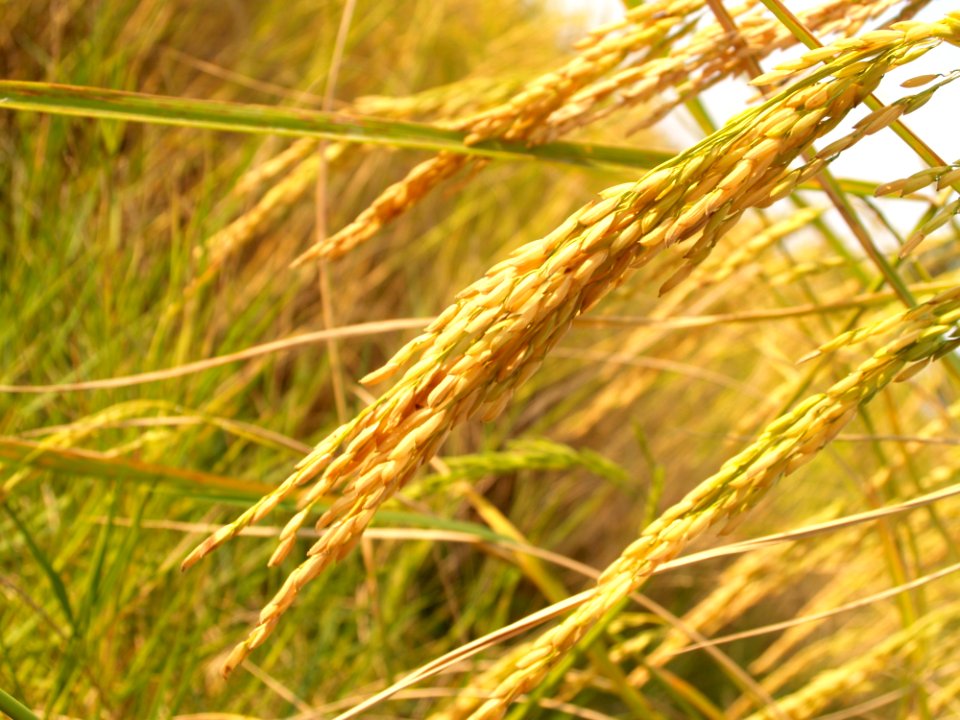 Close Up Photo Of Rice Grains During Daytime