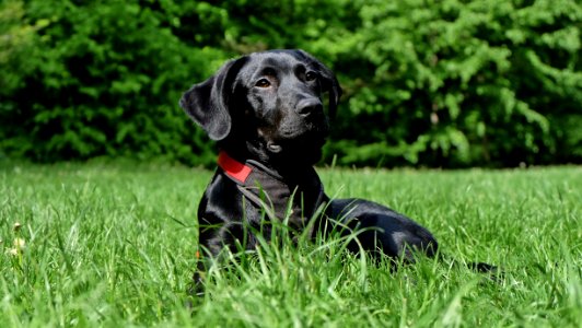 Black Labrador Retriever Lying On Grasses photo