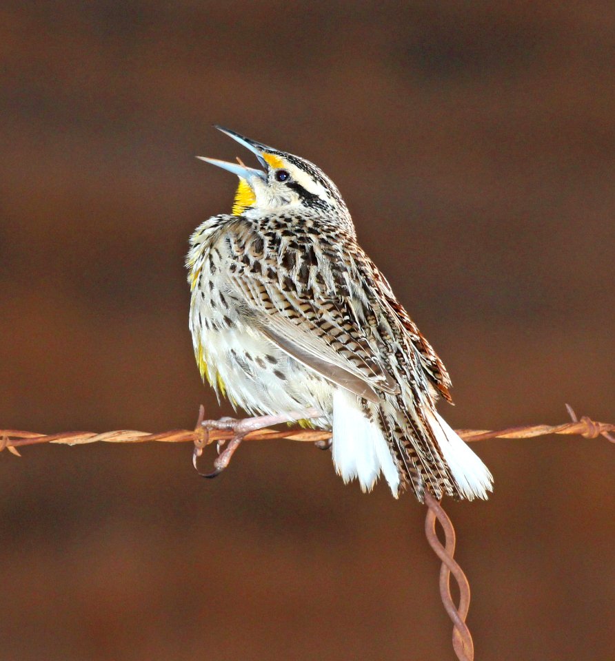 Grey And White Bird On Barbed Wire