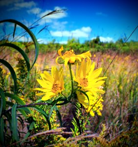 Yellow Petaled Flowers On Bloom At Daytime