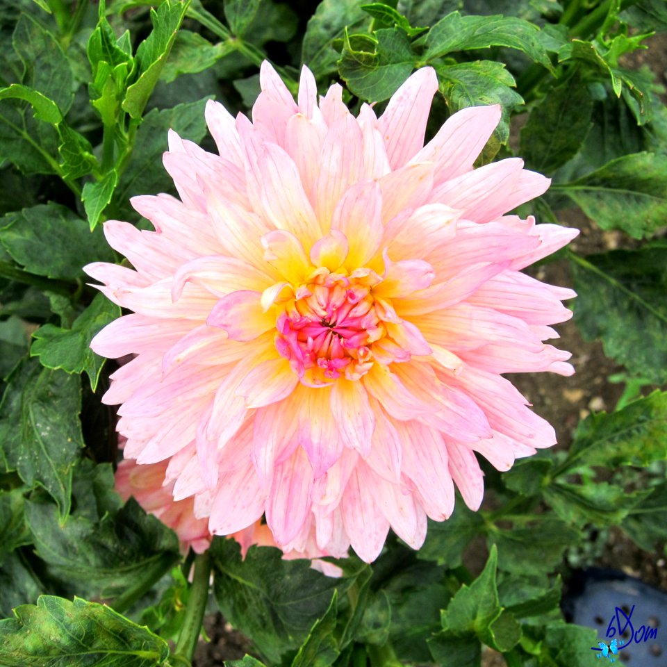 Dahlias