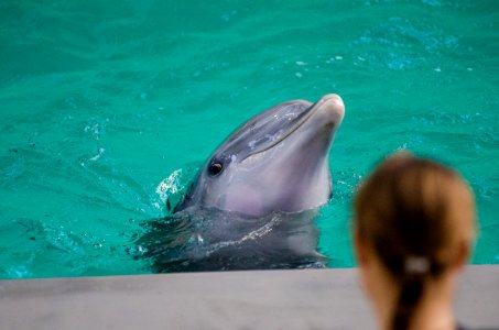 Grey Dolphin On Water In Selective Focus Photography photo