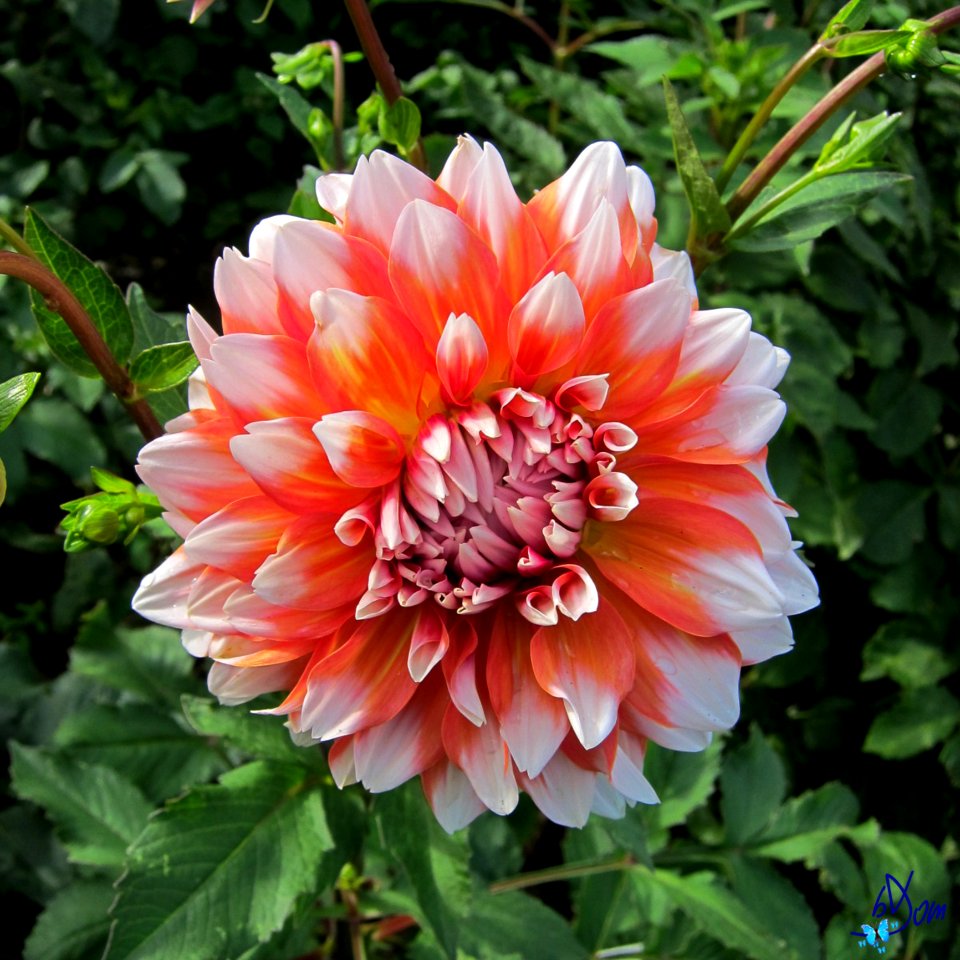 Dahlias