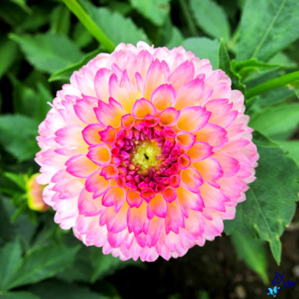 Dahlias