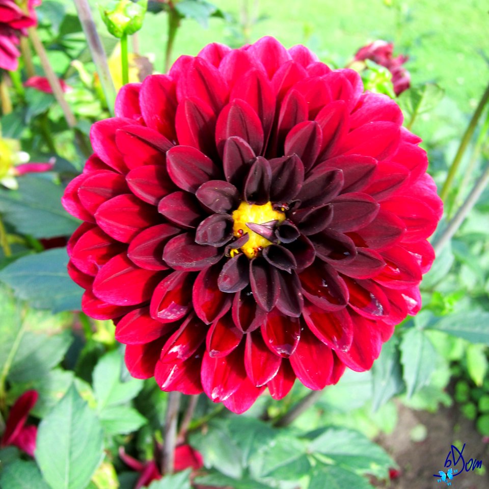 Dahlias